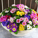English Primrose Seeds, 200 Seeds