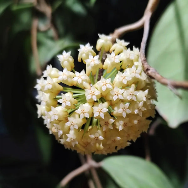 Hoya incrassata, 5 Cuttings