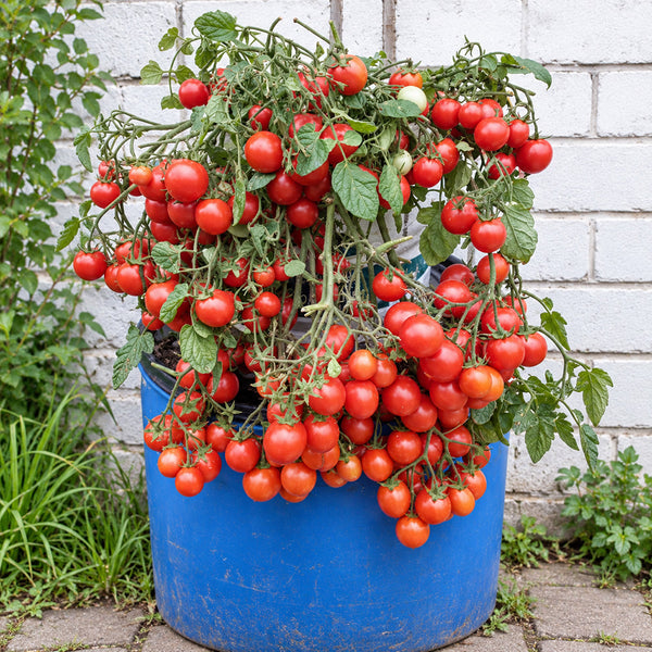 325 Korean Creeping Tomato, 5 Seeds