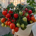 'Evita' Mini Potted Tomato Seeds