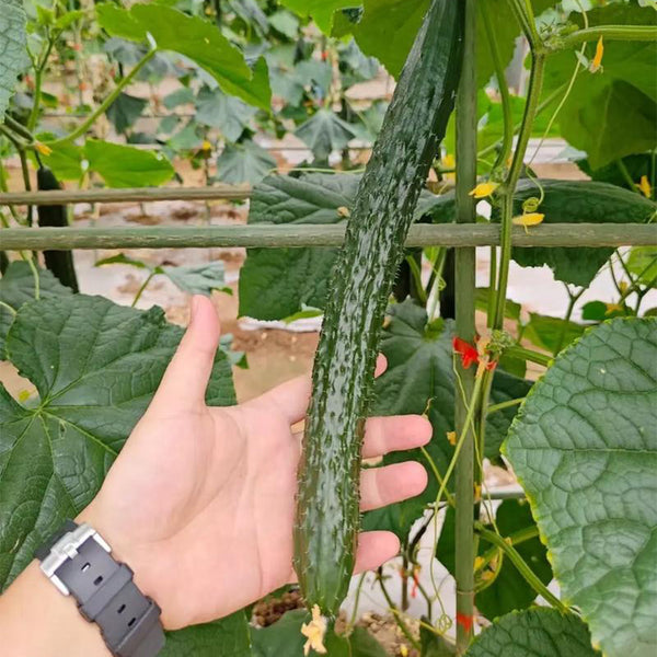 'New No. 4' Gynoecious Cucumber, 200 Seeds