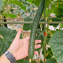 'New No. 4' Gynoecious Cucumber, 200 Seeds