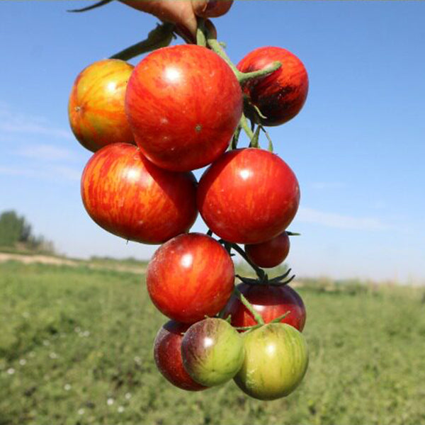 K Night Queen Tomato, 20 Seeds