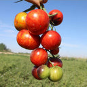 K Night Queen Tomato, 20 Seeds