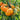 431 Apricot Brandy Tomato, 5 Seeds