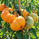 431 Apricot Brandy Tomato, 5 Seeds