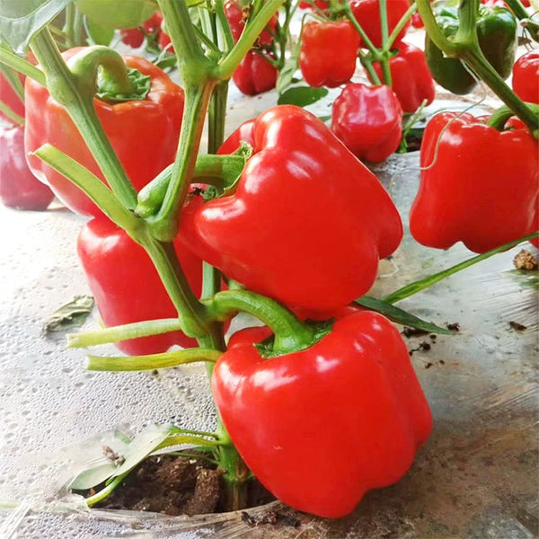 Red Lantern Sweet Pepper Seeds, 100 Seeds