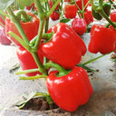 Red Lantern Sweet Pepper Seeds, 100 Seeds