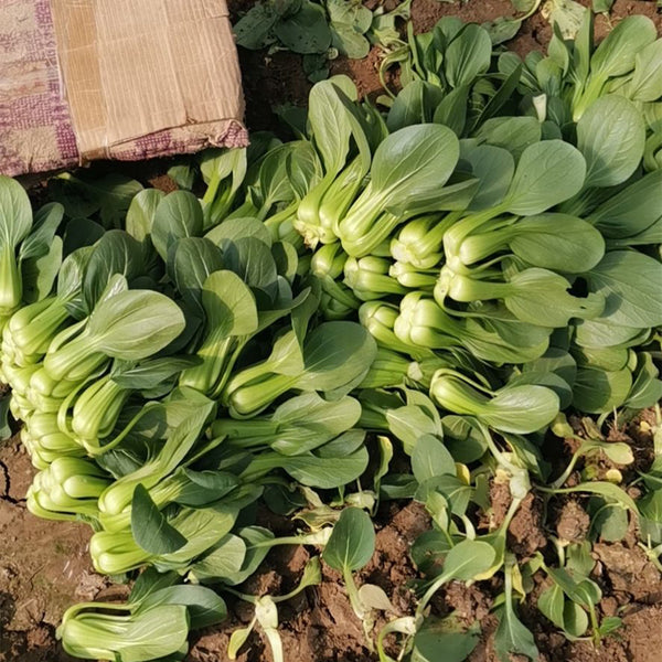 'Hefeng' Shanghai Bok Choy Seeds, 20g
