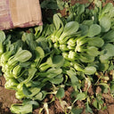 'Hefeng' Shanghai Bok Choy Seeds, 20g