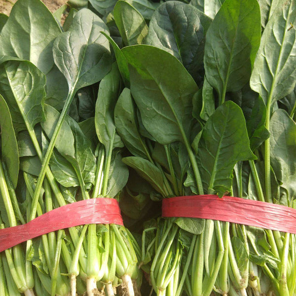 Four Seasons Spinach Seeds, 10g