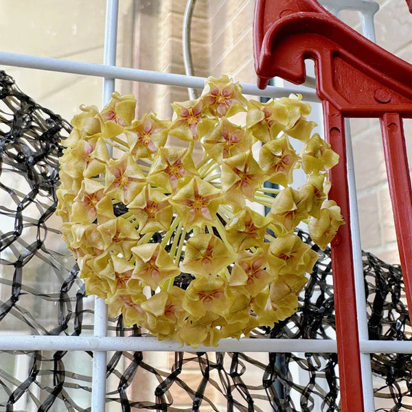Hoya balaensis, 1 Cutting