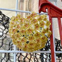 Hoya balaensis, 1 Cutting