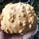 Extra-large Bumpy Gourd, 10 Seeds