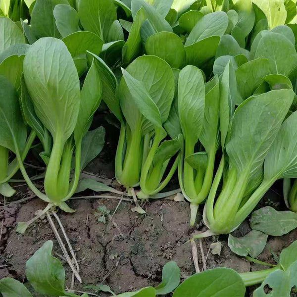 Demei Shanghai Bok Choy Seeds, 10g
