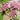 Chocolate Lace Flower, 100 Seeds