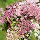 Chocolate Lace Flower, 100 Seeds