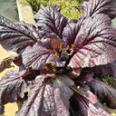 'Splendid 2099' Purple Leaf Mustard Seeds, 10g