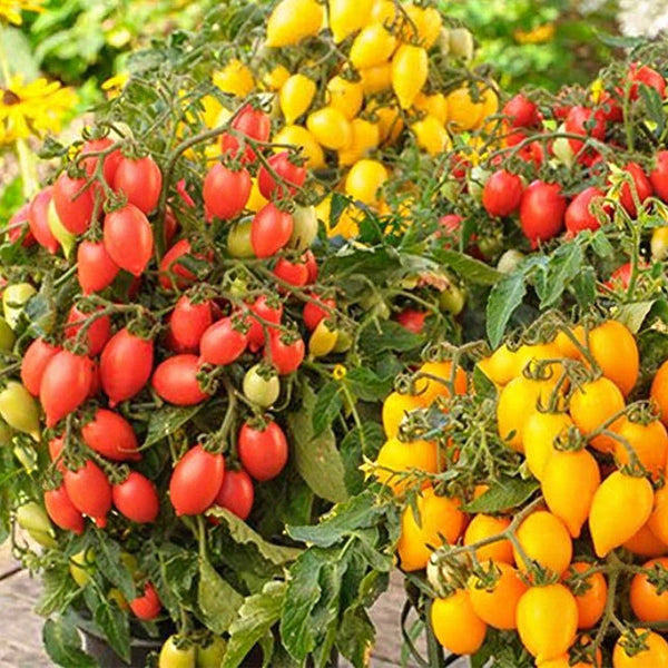 4 Funny Plum Yellow Tomato, 3 Seeds