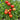 74 Kosovo Tomato, 5 Seeds