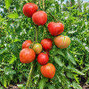 74 Kosovo Tomato, 5 Seeds