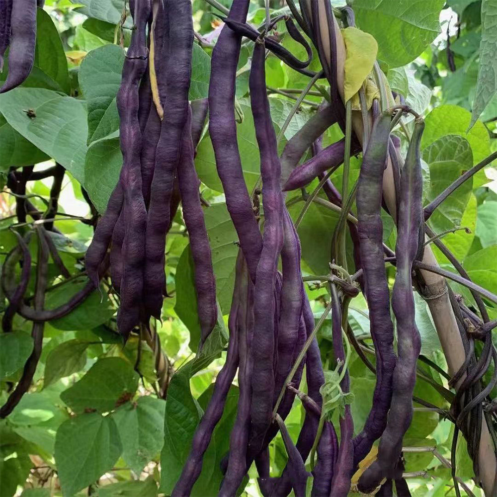 Fall Purple Kidney Bean Seeds, 10g Per Bag