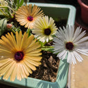 Summer Color Mix Lampranthus Seeds, 1 gram ≈ 3500 Seeds