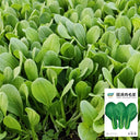 Round-Leaved Baby Bok Choy Seeds
