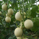 Caidu Jinyu No.12 F1 Melon, 300 Seeds (Original Pack )