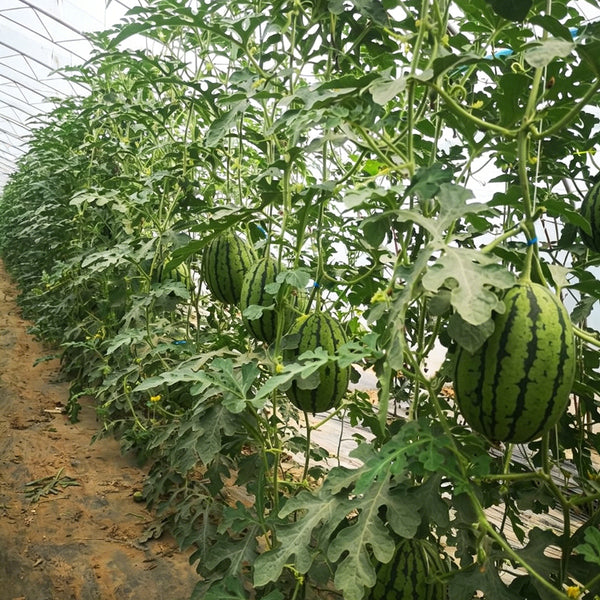 Xiaofeng Watermelon, 10 Seeds