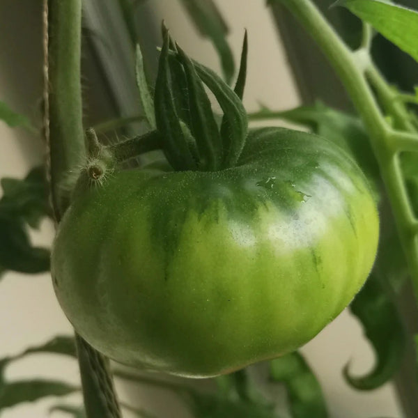 Cherokee Green Tomato, 10 Seeds