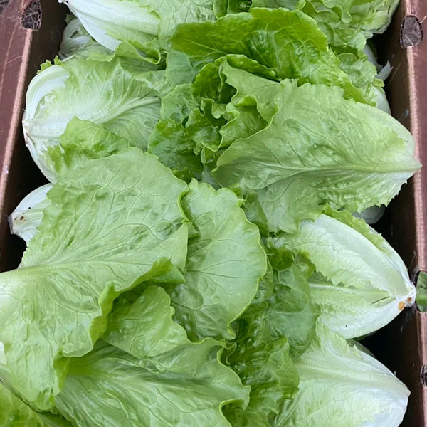 Year-Round Slow-Bolting Lettuce King Seeds, 10g