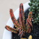 Variegated Huernia zebrina 'Lifesaver', 3-4cm