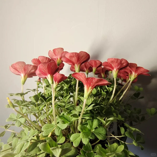 Oxalis versicolor 'Cherry Cream', 5 Bulbs