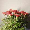 Oxalis versicolor 'Cherry Cream', 5 Bulbs