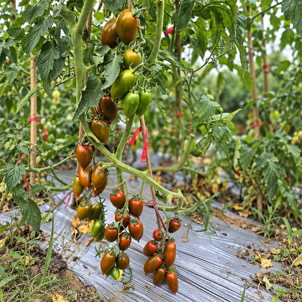 643 Emalia Tomato, 5 Seeds