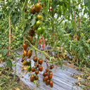 643 Emalia Tomato, 5 Seeds