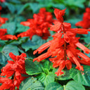 Scarlet Sage Seeds (Salvia splendens), Pack of 100