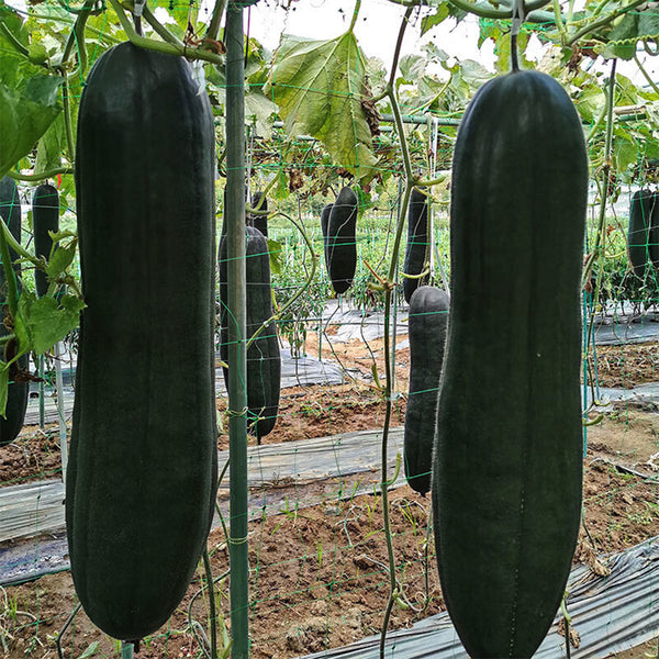 Black General Wax Gourd Seeds, 5g