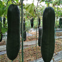 Black General Wax Gourd Seeds, 5g