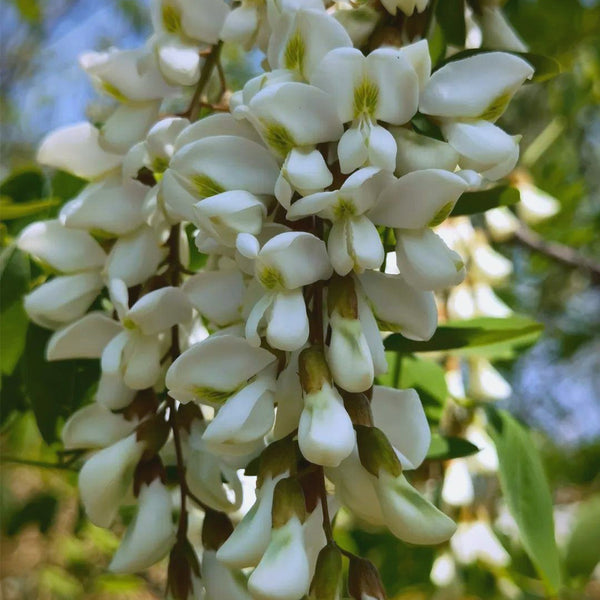 Black Locust Seeds, 10g