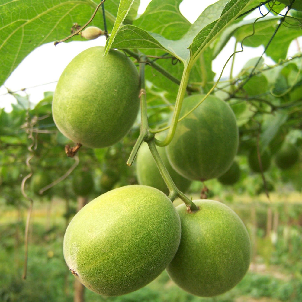 Monk Fruit Seeds