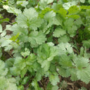 Farmhouse Large-leaf Cilantro Seeds, 50g