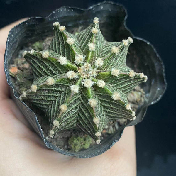Gymnocalycium stenopleurum, 3-4cm