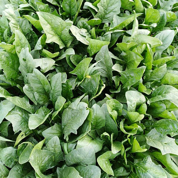 'Heat-Tolerant King' Spinach Seeds, 20g