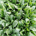 'Heat-Tolerant King' Spinach Seeds, 20g
