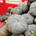 Thai 'Gold Coin' Pumpkin Seeds, 10 Seeds