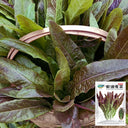 Purple Youmai Cai Seeds, 5g