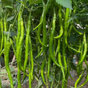 Hongtianxia String Pepper Seeds, 1g