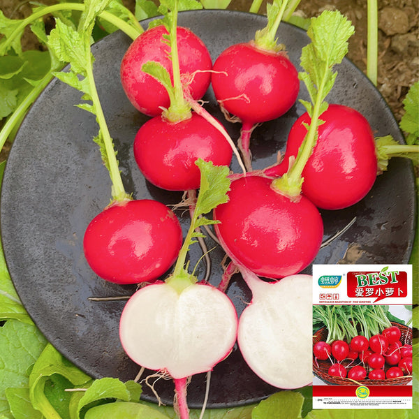 'Ailuo' Cherry Radish Seeds, 10g